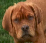 Dogue de Bordeaux Breeder