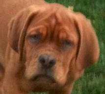 French Mastiff Breeder