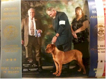 Best of Breed
